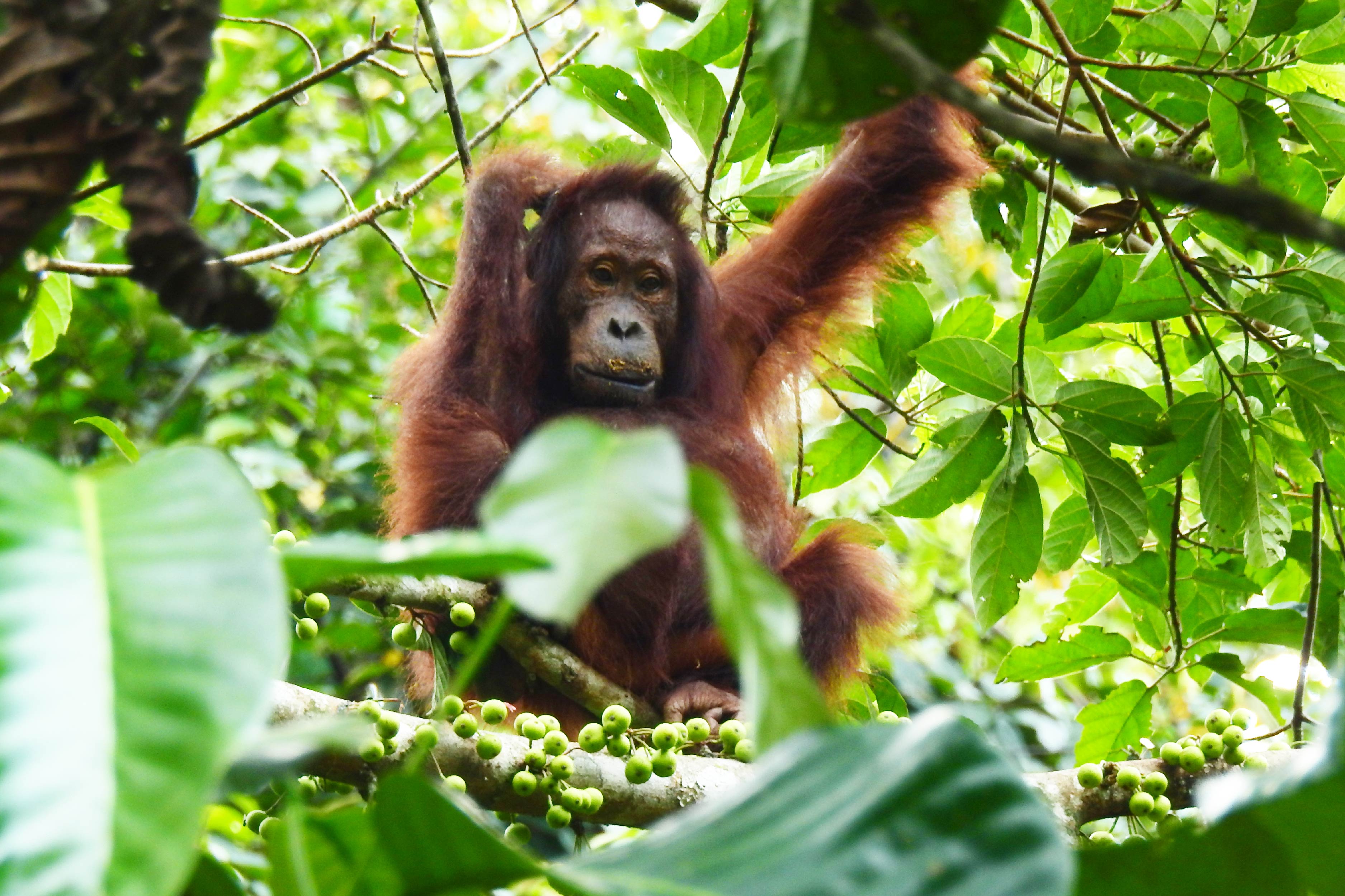 Orang Utan ©Mohamad Arif Rifqi/YKAN