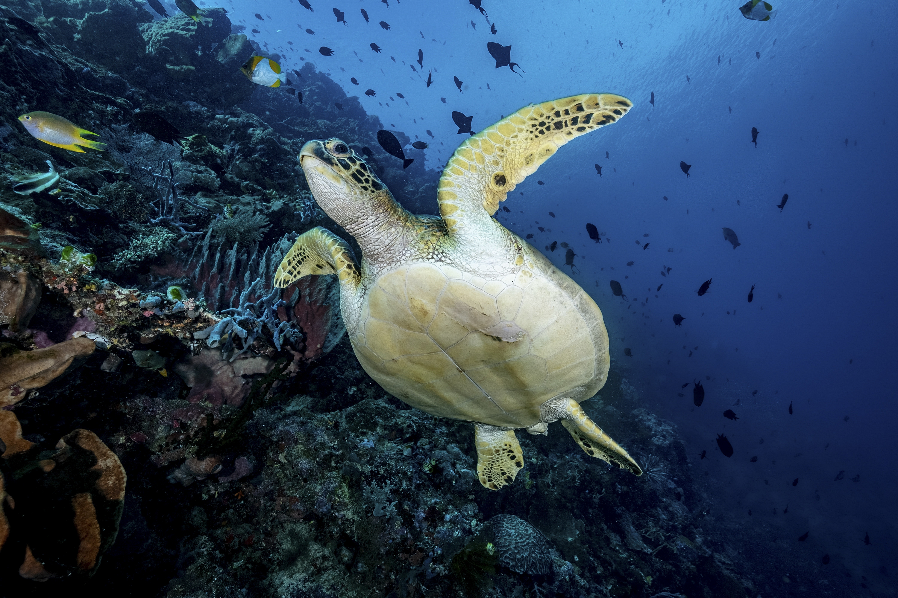 Bunaken, Manado, muka Kampung ©Jhon  Henriano