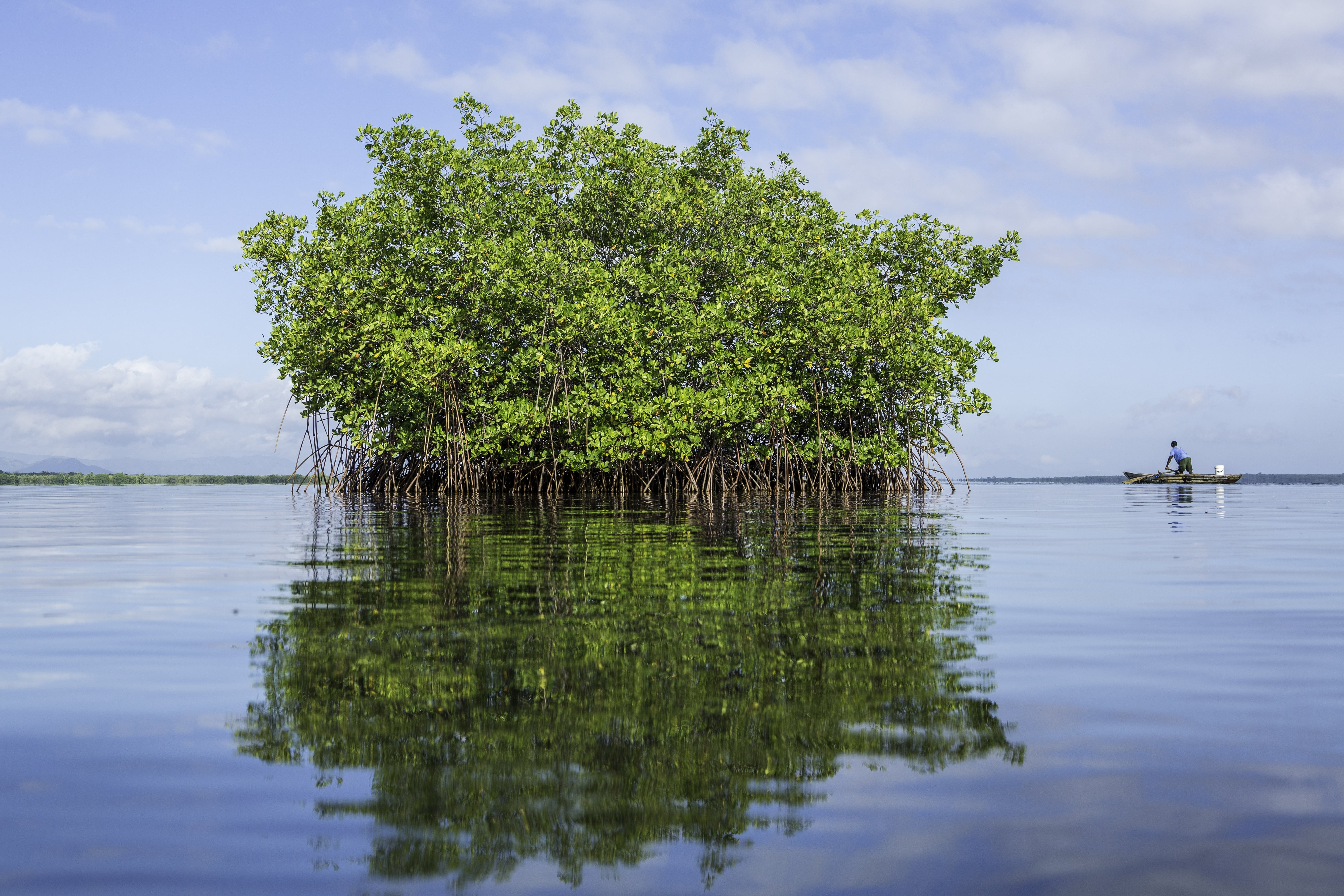 Red Mangrove ©Tim Calver